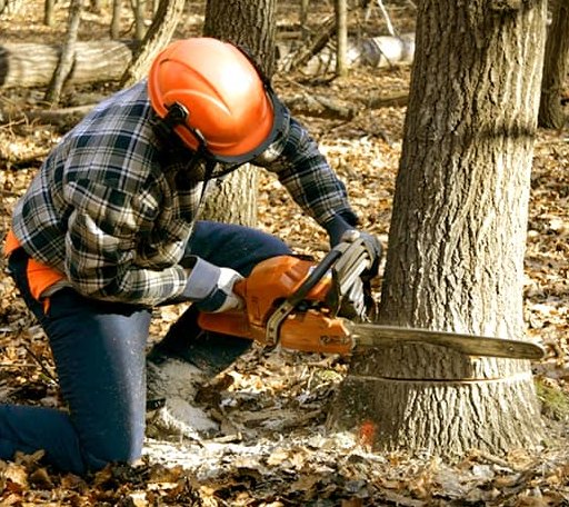 Tree Removal in Rosie, AR